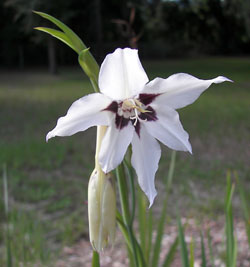 peacock orchid