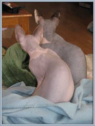 Chat Aux Sphynx