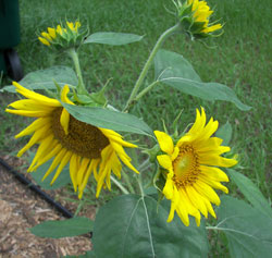 sunflowers