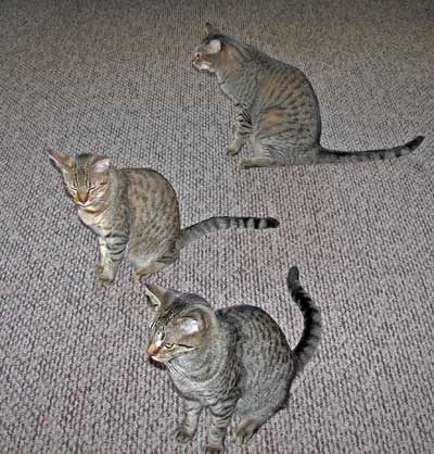 3 bengals thinking