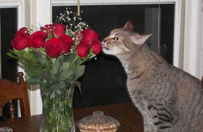 Tigger licking roses