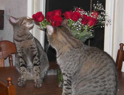 SirWoody and Tigger with Roses