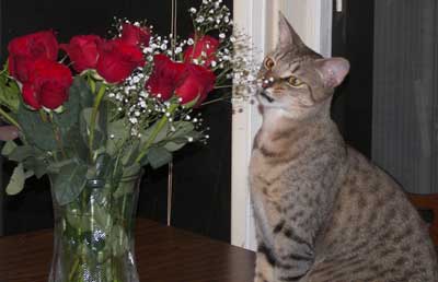 Sonnybob sniffing roses