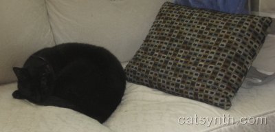 Luna and Cat beds