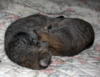 two Bengal Kitties
