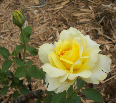 deep yellow rose