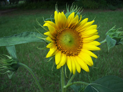 Sun flower