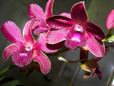 orchid