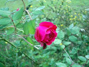 China rose