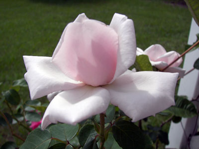newdawn rose