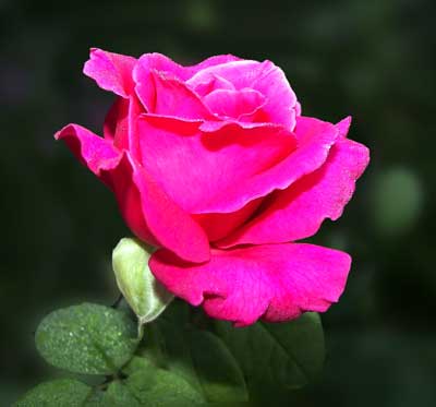 pink rose