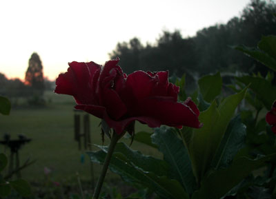 rose at sunrise