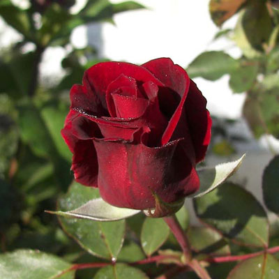 red rose bud