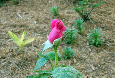 First pink rose of 2007