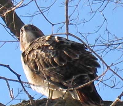 red hawk