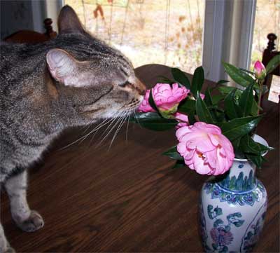 Tigger and Camellias