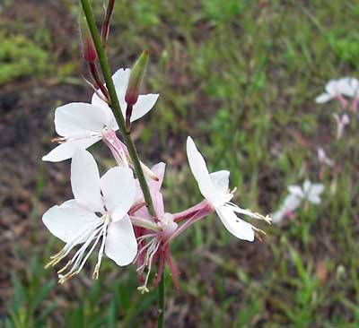 White Gaura