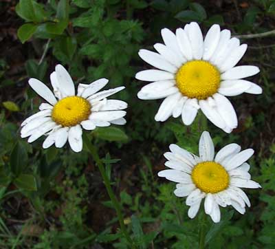 Spring Daisies