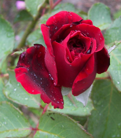 Red Rose Bud