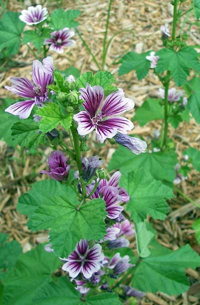 hollyhocks