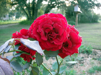 red roses