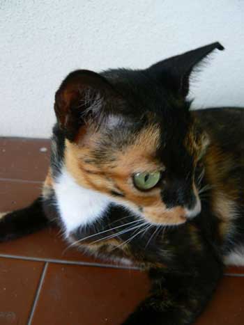 Beautiful Calico